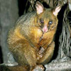 Warrawong Wildlife Park - Accommodation Melbourne 2