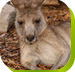 Calmsley Hill City Farm - Accommodation Melbourne