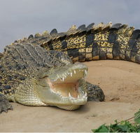 Dundee's Wildlife Park - Accommodation Melbourne