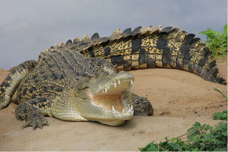 Dundee's Wildlife Park - Accommodation Melbourne 0