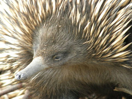 Dundee's Wildlife Park - Accommodation Melbourne 3