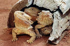 Alice Springs Reptile Centre - Accommodation Melbourne 0