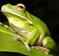 The Rainforest Habitat - Accommodation Melbourne