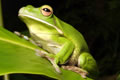 The Rainforest Habitat - Accommodation Melbourne 0