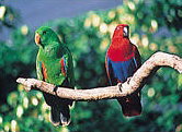 The Rainforest Habitat - Accommodation Melbourne 1