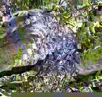 Koala Conservation Centre - Accommodation Melbourne