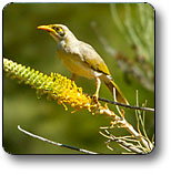 Uluru - Kata Tjuta National Park - Accommodation Melbourne 1