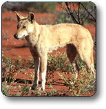 Uluru - Kata Tjuta National Park - Accommodation Melbourne 3