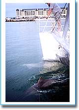 Temptation Sailing - Accommodation Melbourne 1
