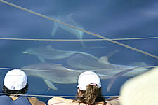 Temptation Sailing - Accommodation Melbourne 2