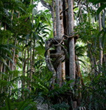 Rainforest Skywalk - Accommodation Melbourne 3