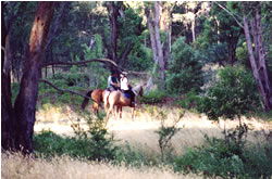 High Country Horses - Accommodation Melbourne 1