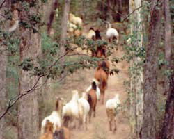 High Country Horses - Accommodation Melbourne 2
