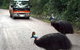 Kookaburra Tours - thumb 0