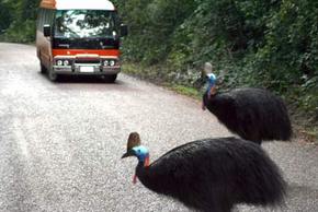 Kookaburra Tours - Accommodation Melbourne 0