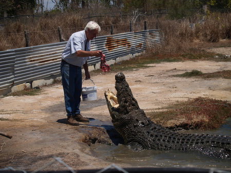 Koorana Saltwater Crocodile Farm - Accommodation Melbourne 1