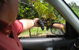 Mount Tamborine Winery & Homestead - thumb 1
