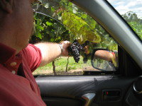 Mount Tamborine Winery & Homestead - Accommodation Melbourne 1