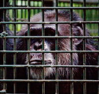 Rockhampton Zoo - Accommodation Melbourne