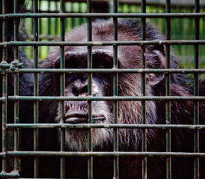 Rockhampton Zoo - Accommodation Melbourne 0