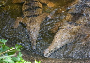 Rockhampton Zoo - Accommodation Melbourne 1