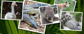 Rockhampton Zoo - Accommodation Melbourne 2