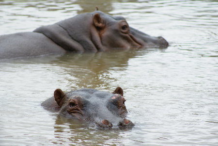 Cairns Wildlife Safari Reserve - Accommodation Melbourne 2