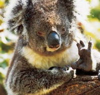 Gorge Wildlife Park - Accommodation Melbourne