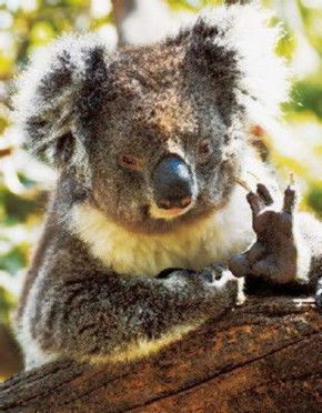 Gorge Wildlife Park - Accommodation Melbourne 0