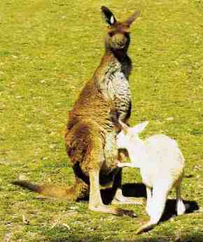 Gorge Wildlife Park - Accommodation Melbourne 1