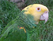 Gorge Wildlife Park - Accommodation Melbourne 3