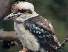 Nowra Wildlife Park - Accommodation Melbourne 2