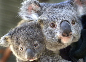 Symbio Wildlife Gardens - Accommodation Melbourne 1