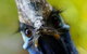 Symbio Wildlife Gardens - thumb 2