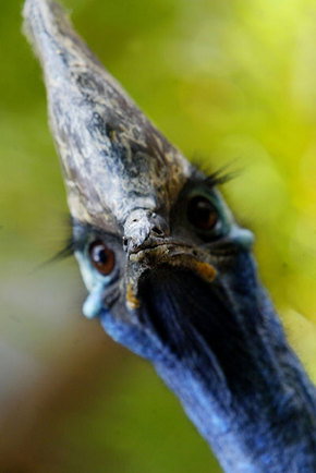 Symbio Wildlife Gardens - Accommodation Melbourne 2