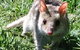 Urimbirra Wildlife Park - thumb 0