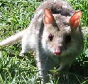 Urimbirra Wildlife Park - Accommodation Melbourne