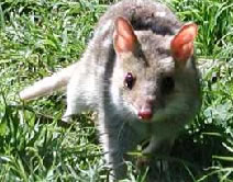 Urimbirra Wildlife Park - Accommodation Melbourne 0
