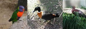 Urimbirra Wildlife Park - Accommodation Melbourne 2