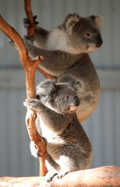Waterways Wildlife Park - Accommodation Melbourne 1