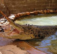 Wyndham Zoological Gardens and Crocodile Park - Accommodation Melbourne