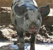 Wagga Wagga Zoo - Accommodation Melbourne