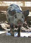 Wagga Wagga Zoo - Accommodation Melbourne 0