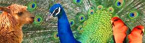 Wagga Wagga Zoo - Accommodation Melbourne 1