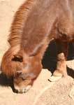 Wagga Wagga Zoo - Accommodation Melbourne 3