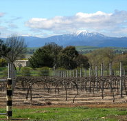 Buller View Wines - Accommodation Melbourne