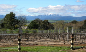 Buller View Wines - Accommodation Melbourne 0