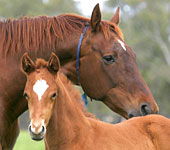 Blue Gum Farm - Accommodation Melbourne 0