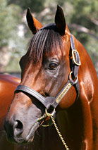 Blue Gum Farm - Accommodation Melbourne 2