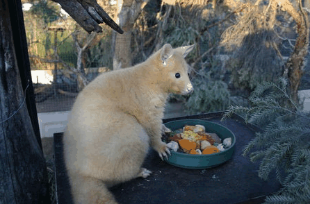 Caversham Wildlife Park - Accommodation Melbourne 1
